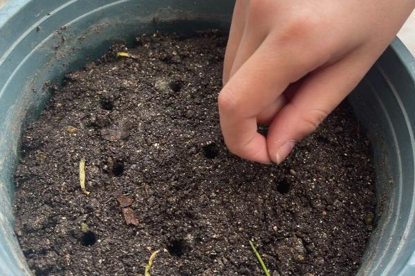 非洲凤仙花的养护方法,春秋季节放在室外阳光充足的位置