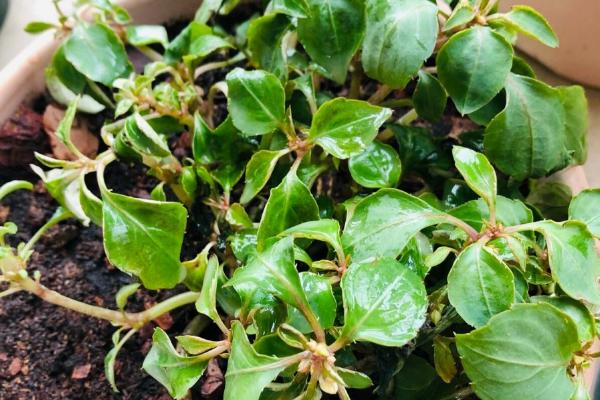 非洲凤仙花的养护方法,春秋季节放在室外阳光充足的位置