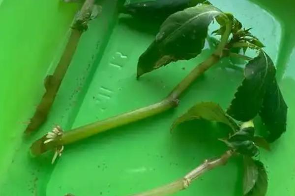 非洲凤仙花的养护方法,春秋季节放在室外阳光充足的位置